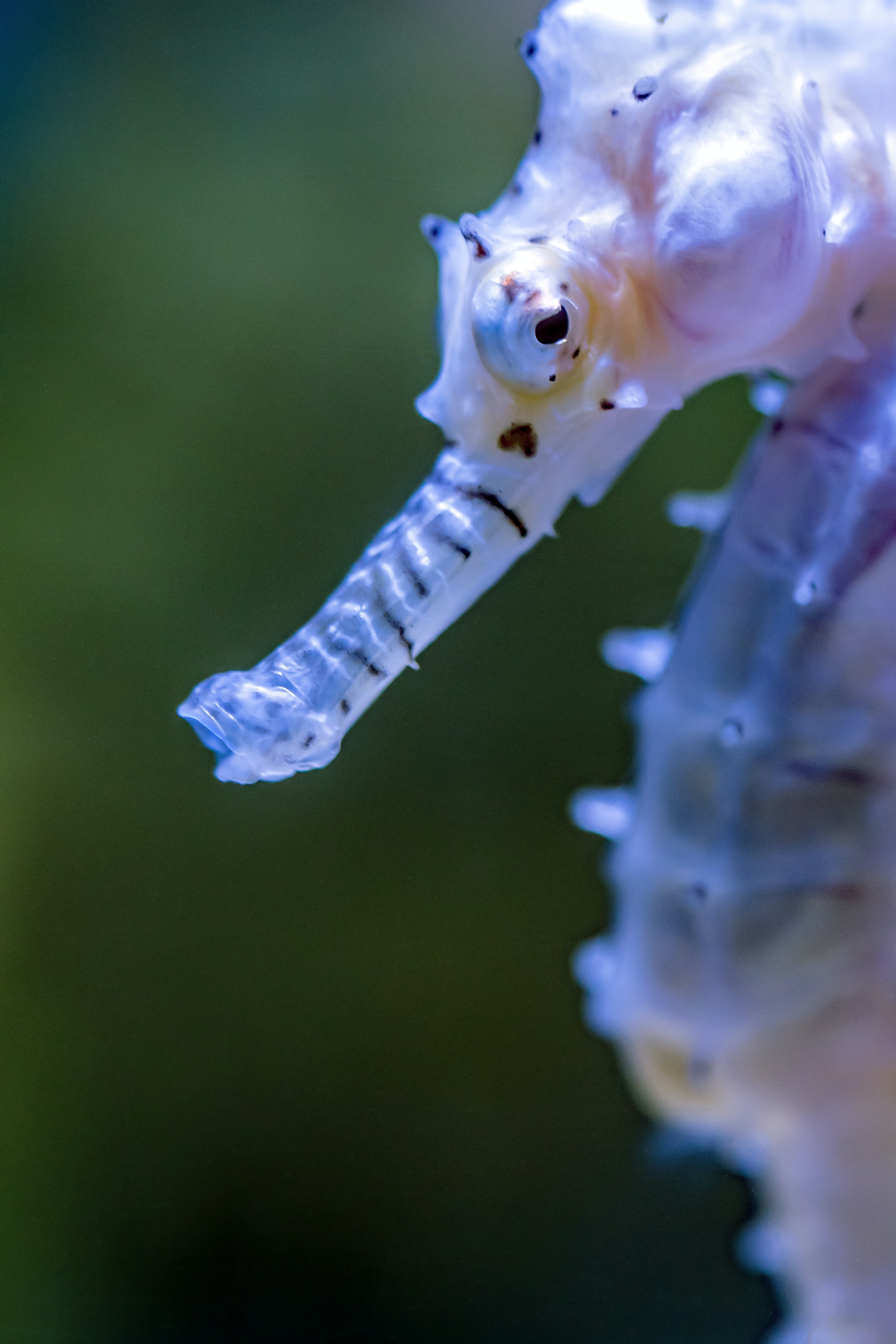 close up of seahorse